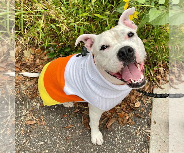 Medium Photo #5 American Bulldog-Unknown Mix Puppy For Sale in Minneapolis, MN, USA