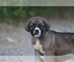 Small #14 Spanish Mastiff