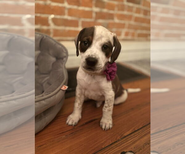 Medium Photo #13 Boxer-English Coonhound Mix Puppy For Sale in Canal Winchester, OH, USA