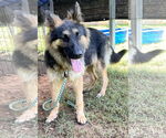 Small #2 German Shepherd Dog