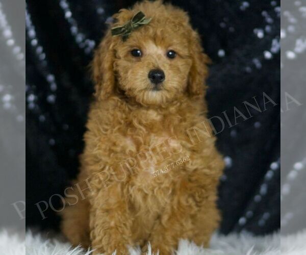 Medium Photo #6 Poodle (Toy) Puppy For Sale in WARSAW, IN, USA