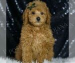 Small #5 Poodle (Toy)