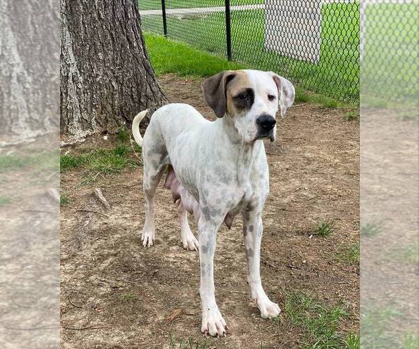 Medium Photo #2 Dalmatian-Unknown Mix Puppy For Sale in Evansville, IN, USA