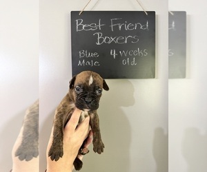 Boxer Puppy for sale in TOCCOA, GA, USA