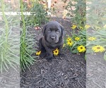 Puppy Milo Labrador Retriever