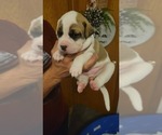 Small Photo #2 American Bulldog Puppy For Sale in DAVENPORT, IA, USA