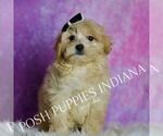 Small Photo #119 Maltipoo (Miniature) Puppy For Sale in WARSAW, IN, USA