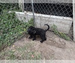 Puppy Puppy 5 Rottle
