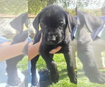 Boo - Male Australian Shepherd-Black Mouth Cur Mix Dog for Adoption - Small photo