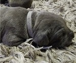 Small Photo #5 Cane Corso Puppy For Sale in WEST MONROE, LA, USA