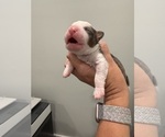 Small #11 Aussiedoodle Miniature 