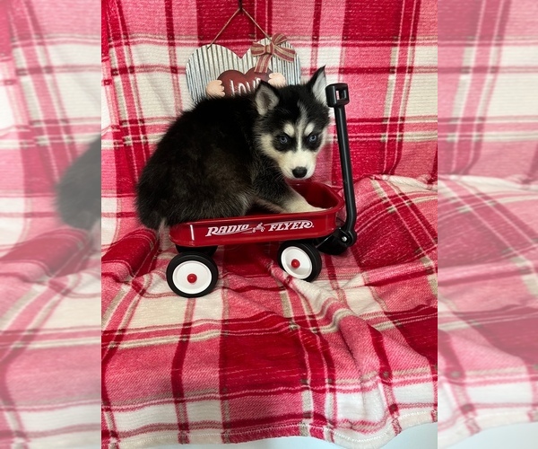 Medium Photo #10 Siberian Husky Puppy For Sale in DEARBORN, MO, USA