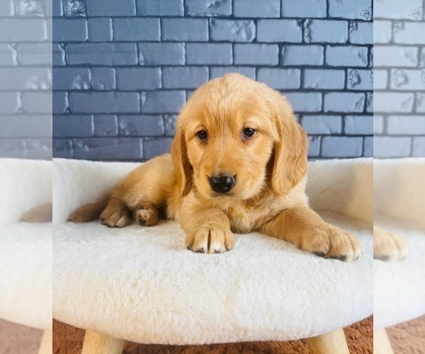 Medium Photo #2 Golden Retriever Puppy For Sale in OCALA, FL, USA