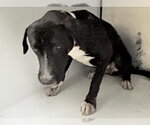 Small #1 Labrador Retriever Mix