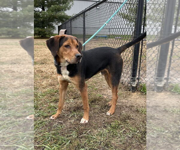 Medium Photo #2 Coonagle Puppy For Sale in Evansville, IN, USA