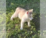 Small #2 Siberian Husky