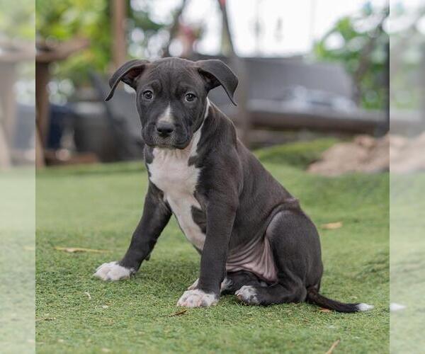 Medium Photo #4 Labrador Retriever-Unknown Mix Puppy For Sale in San Diego, CA, USA
