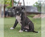Small #3 Labrador Retriever Mix