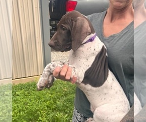 German Shorthaired Pointer Puppy for sale in FAYETTEVILLE, PA, USA