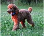 Small Photo #7 Mini Whoodle (Wheaten Terrier/Miniature Poodle) Puppy For Sale in PEORIA, IL, USA
