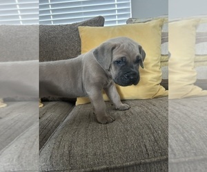 Cane Corso Puppy for sale in ARLINGTON, TX, USA