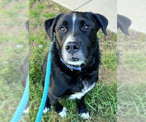 Labrador Retriever-Unknown Mix Dogs for adoption in Sacramento, CA, USA