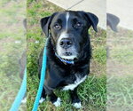Small Labrador Retriever Mix