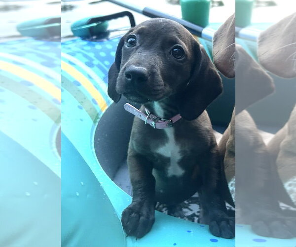 Medium Photo #4 Dachshund-Unknown Mix Puppy For Sale in Mechanicsburg, PA, USA