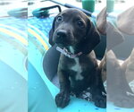Small #3 Dachshund Mix