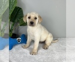 Small Photo #4 Labrador Retriever Puppy For Sale in FRANKLIN, IN, USA