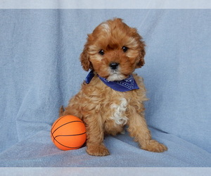 Cavapoo Puppy for sale in MILLERSBURG, OH, USA