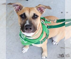 Retriever -Unknown Mix Dogs for adoption in Washington, DC, USA