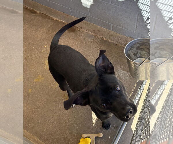 Medium Photo #2 American Pit Bull Terrier-Labrador Retriever Mix Puppy For Sale in Chandler, AZ, USA