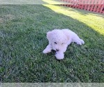 Small Photo #6 Bichon Frise Puppy For Sale in OAKLEY, CA, USA