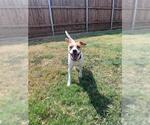 SHADOW - Female Beagle-Unknown Mix Dog for Adoption - Small photo