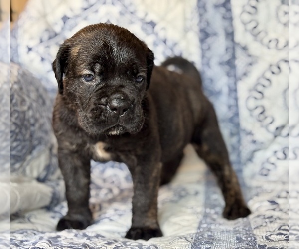 Medium Photo #4 Cane Corso Puppy For Sale in NEWTON, NJ, USA