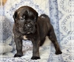 Small #3 Cane Corso