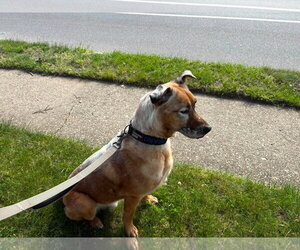 DRAKO - Male Mutt Dog for Adoption - Photo #19