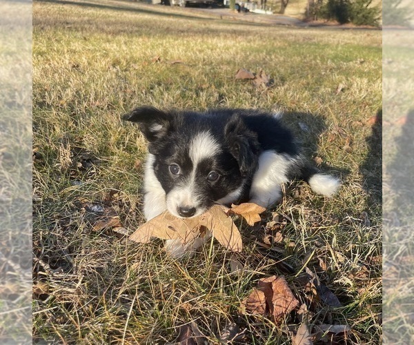 Medium Photo #37 Border Collie-Papillon Mix Puppy For Sale in CULPEPER, VA, USA