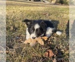 Small #1 Border Collie-Papillon Mix