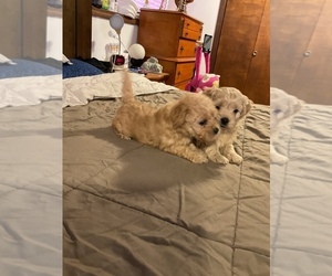Cockapoo Puppy for sale in WILMINGTON, IL, USA