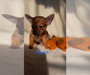 Chiranian Dogs for adoption in Rustburg, VA, USA