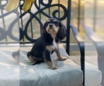 Small Photo #9 Cavalier King Charles Spaniel Puppy For Sale in BENTONVILLE, AR, USA