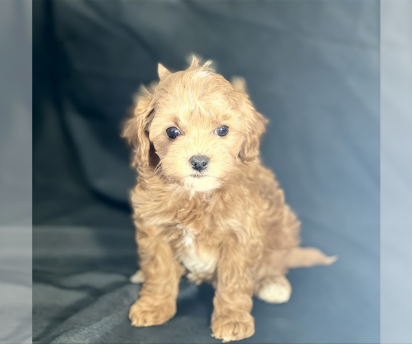 Medium Photo #2 Cavapoo (Standard) Puppy For Sale in DUNDEE, OH, USA