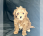 Small #1 Cavapoo (Standard)