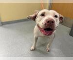 Small American Pit Bull Terrier