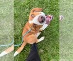 Small #3 Basset Hound Mix