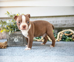 Small #2 Boston Terrier
