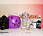 Puppy Horton Chihuahua