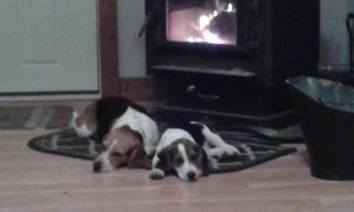 Beagle Harrier Dogs for adoption in ANTRIM, NH, USA